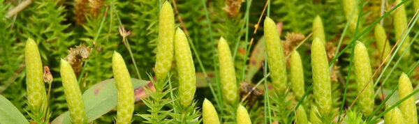 lycopodium plant - wholesale lycopodium